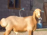 Qoç, Arashan sheep — foto 2