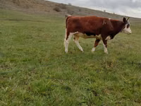 Krava, Simmental cattle — foto 1