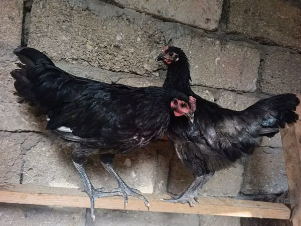 Australorp