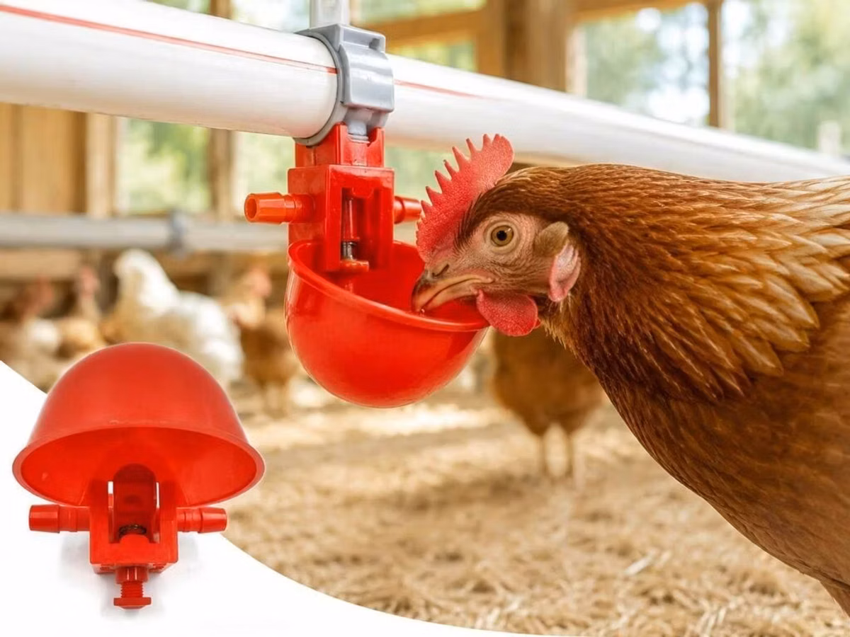 Qırmızı nipel boltlu Qırmızı nipel boltu, quşçuluq fermaları üçün