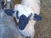 Baran, Valais Blacknose sheep — zdjęcie 1
