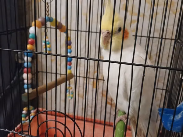 Nimfa (cockatiel) papağanı qəfəsi ilə birlikdə.korella