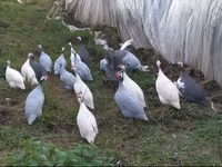 Chickens — foto 2