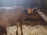 Vache, Race Holstein — photo 3