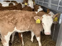 Byk, Simmental cattle — zdjęcie 1