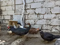 domácí kachna pižmová — foto 5