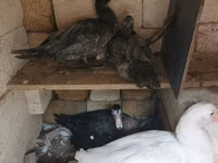 Ducks — الصورة 4