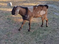 თხა, Nubian Goat — ფოტო 3