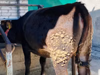 Taureau, Swiss cattle — photo 2
