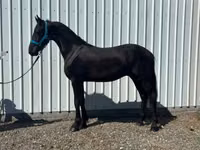 Horse (M), Friesian — photo 4