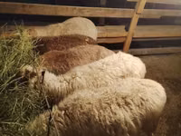 Bélier, Moutons — photo 5