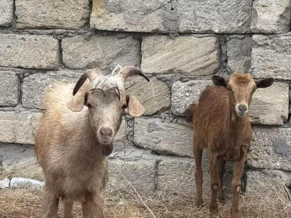 Kozy (šarže, pohlaví neuvedeno), Kozy — Ázerbájdžán