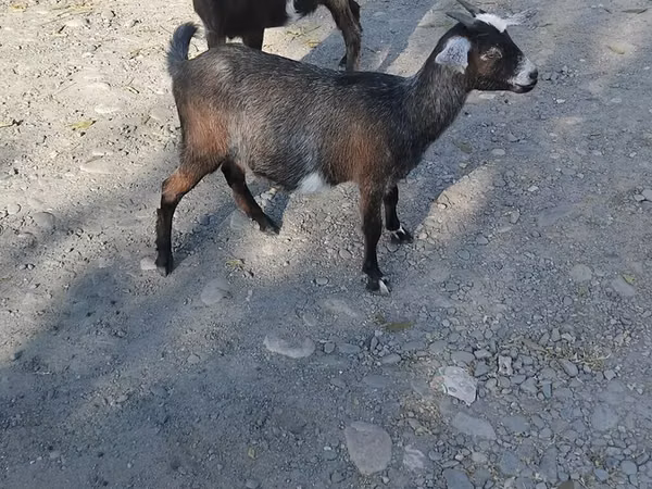 பெண் வெள்ளாடு, Nubian Goat