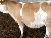 Krava, Simmental cattle — foto 3