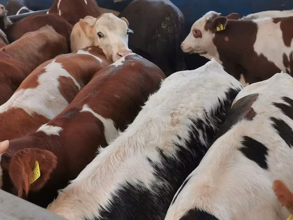 İribuynuzlu mal-qara (partiya, cinsi göstərilməyib), Simmental cattle