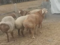 公羊, Sheep — 照片 1