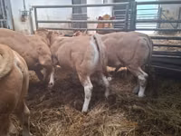 Buğa, Blonde d’Aquitane cattle — foto 1