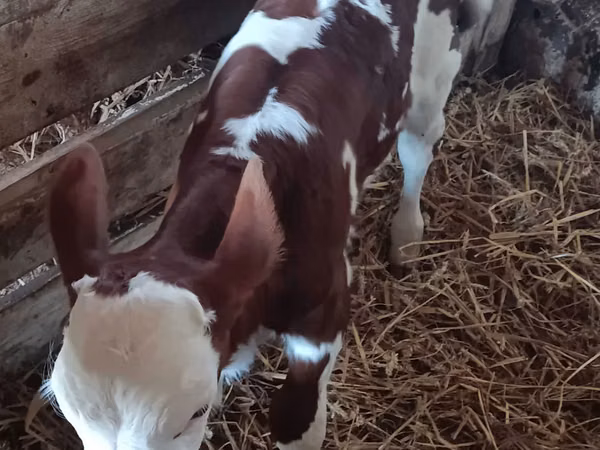 Buqa, Simmental cattle