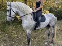 ცხენი, Andalusian horse — ფოტო 7