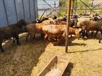 ஆண் ஆடு, Gorkov sheep — புகைப்படம் 3