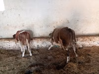 Buğa, Simmental cattle — foto 1