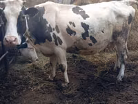 Qoramol (partiya, jinsi ko‘rsatilmagan), Russian Black pied cattle — 2-rasm