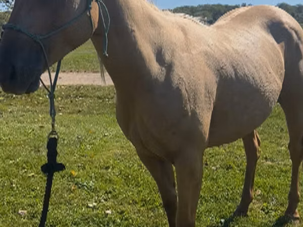 Toychoq, Quarter Horse