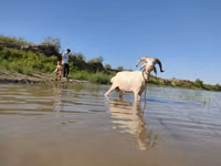 Cabra, Cabras — foto 3