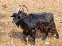 ماعز (دفعة، الجنس غير محدد), الماعز — الصورة 1
