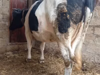 雌牛, Russian Black pied cattle — 写真 4