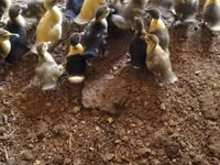 Ducks — foto 1
