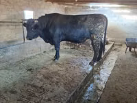 காளை, Swiss cattle — புகைப்படம் 2