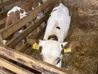 Vache, Race grise hongroise — photo 4