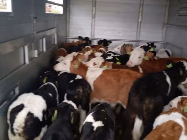 Buqa, Simmental cattle