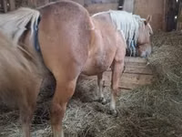 母马, Horses — 照片 4