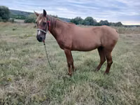 Jument, Chevaux — photo 1