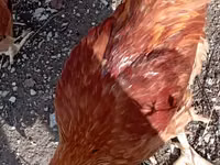 Chickens — Foto 6