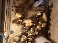 Turkeys — foto 3