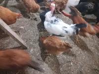 Chickens — 写真 8