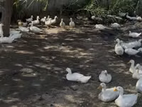 Ducks — foto 3
