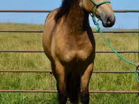 Koń, Gypsy horse — zdjęcie 8