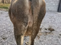 Krowa, Swiss cattle — zdjęcie 2