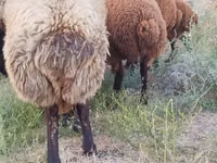 كبش, الأغنام — الصورة 2