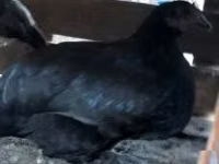 Chickens — foto 2