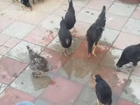 Chickens — foto 4