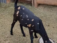 Cabra, Kamori goats — foto 1