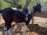 Cavalo, French Trotter — foto 2