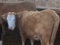母牛, Simmental cattle — 照片 3