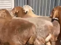绵羊（批次，未指定性别）, Sheep — 照片 1