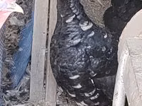 Turkeys — Foto 1